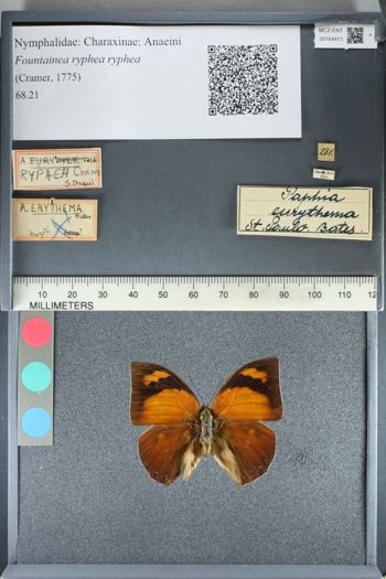 Media type: image;   Entomology 164411